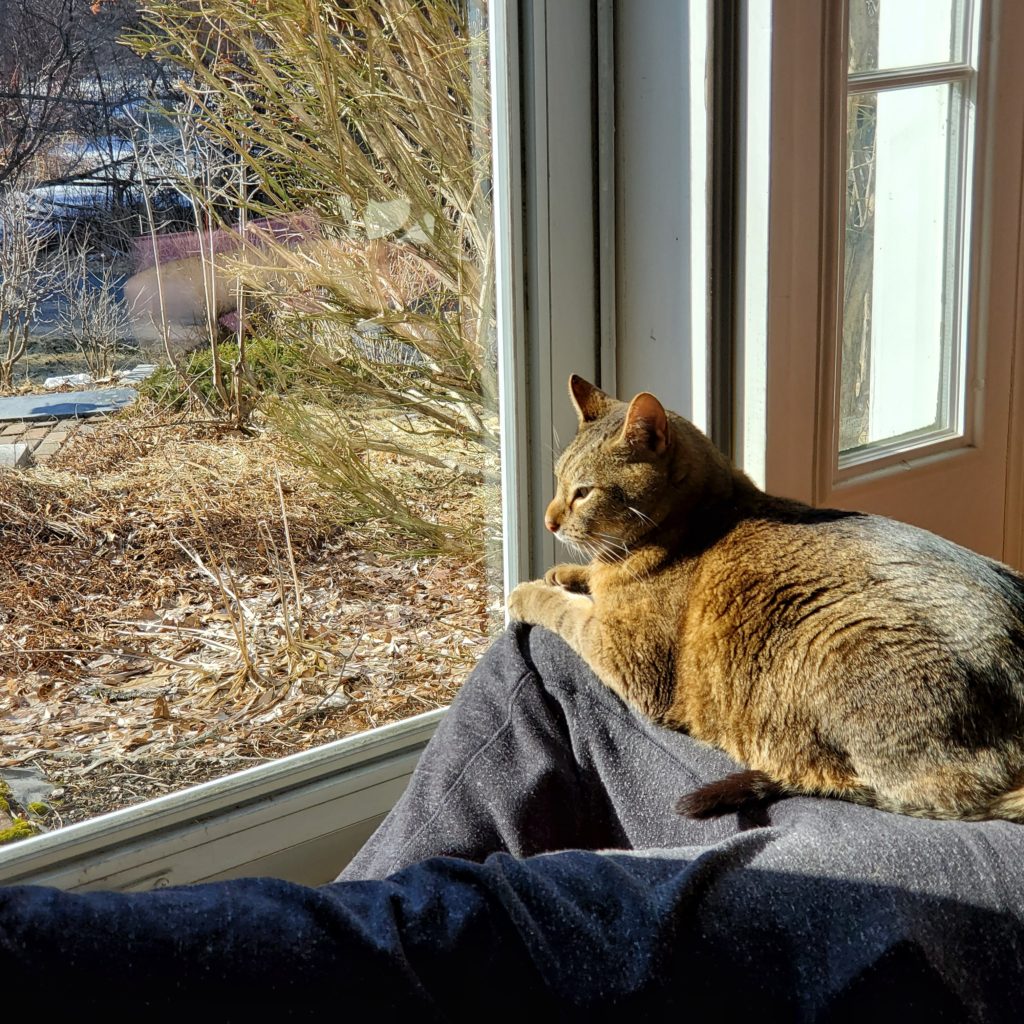 Big tabby cat basking in the sun coming.