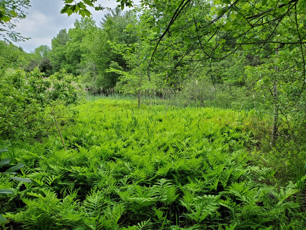 view of a green meadow between tall green trees