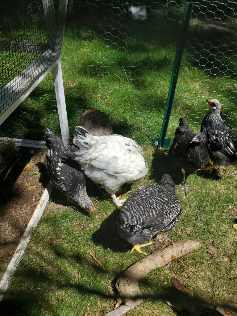 Chickens in the yard
